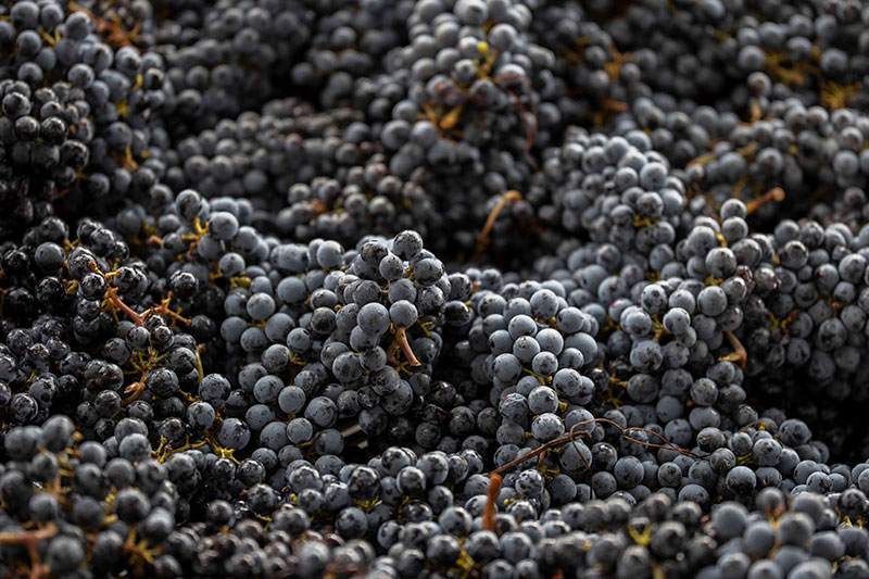 tenutaceri-winery-G06