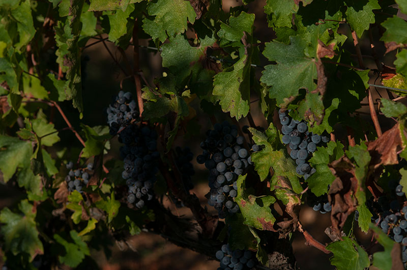 tenutaceri-winery-G07